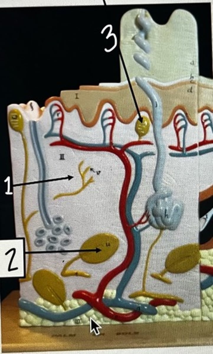 <p>According to the model, what does #2 represent?</p>