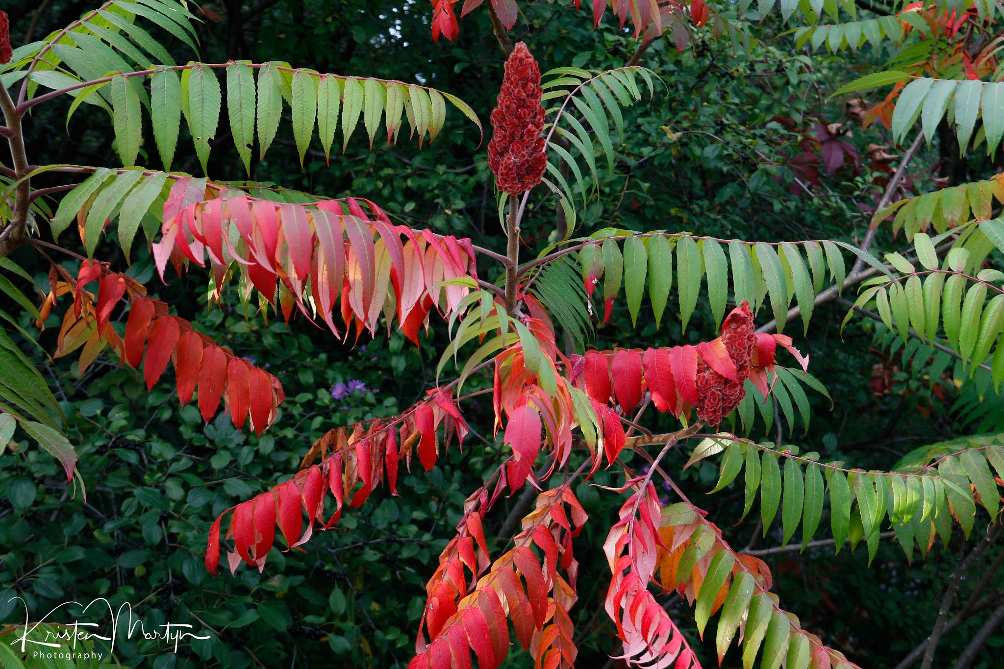 <p><em>Rhus typhina</em></p>