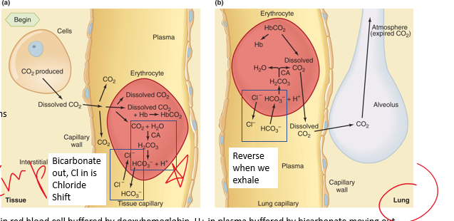 <p>chloride shift:</p><p></p><p>H+ in plasma buffered by _______ moving out</p><p>•Bicarbonate builds up in cell, leaves down its gradient</p><p></p>