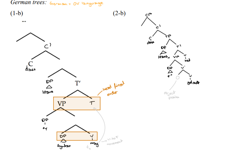 <p>The word order differs in Embedded clauses</p><p>→that John has laughed / dass Hans gelavht hat</p><p><strong><em>V2 Parameter</em> </strong>which holds in German but not English (finite full verb is alway 2nd constituent)</p><p><strong>Different setting of the head Parameters</strong></p><p>E: all phrases head initial</p><p>D: <strong>TP</strong> and <strong>VP</strong> head-final</p>