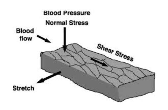 <ul><li><p>2 mechanisms regulating blood pressure <strong>locally</strong></p></li></ul><p></p><ul><li><p><strong><u>endothelium:</u></strong></p><ul><li><p>in response to friction (shear stress) → release vasodilators (NO and prostacyclin)</p></li><li><p>too much pressure → friction/sheer stress → release vasodilators to reduce pressure → sent to smooth muscle</p></li></ul></li></ul><p></p><ul><li><p><strong><u>smooth muscle:</u></strong></p><ul><li><p>in response to excessive stretch → smooth muscle constricts → <strong>myogenic regulation</strong></p></li><li><p>important to maintain systemic flow in relation to gravity and body position</p><ul><li><p>sudden change in pressure (eg stand up → blood rush down → arteries stretch → arteries constrict (push blood back up) → increase BP in upper body</p></li></ul></li></ul></li></ul><p></p><ul><li><p><strong>vasomotion</strong></p><ul><li><p>at rest precapillary sphincters normally open/close</p></li><li><p><u>vasodilators </u>→ in response to abnormal tissue constriction → trigger vasodilation → higher rate of capillary closing</p><ul><li><p>eg decreased O2, increased CO2</p></li></ul></li><li><p><u>vasoconstrictors</u> → thromboxane (reduce flow to damaged vessel), prostaglandins (pain), endothelin (released by endothelium</p></li></ul></li></ul><p></p>