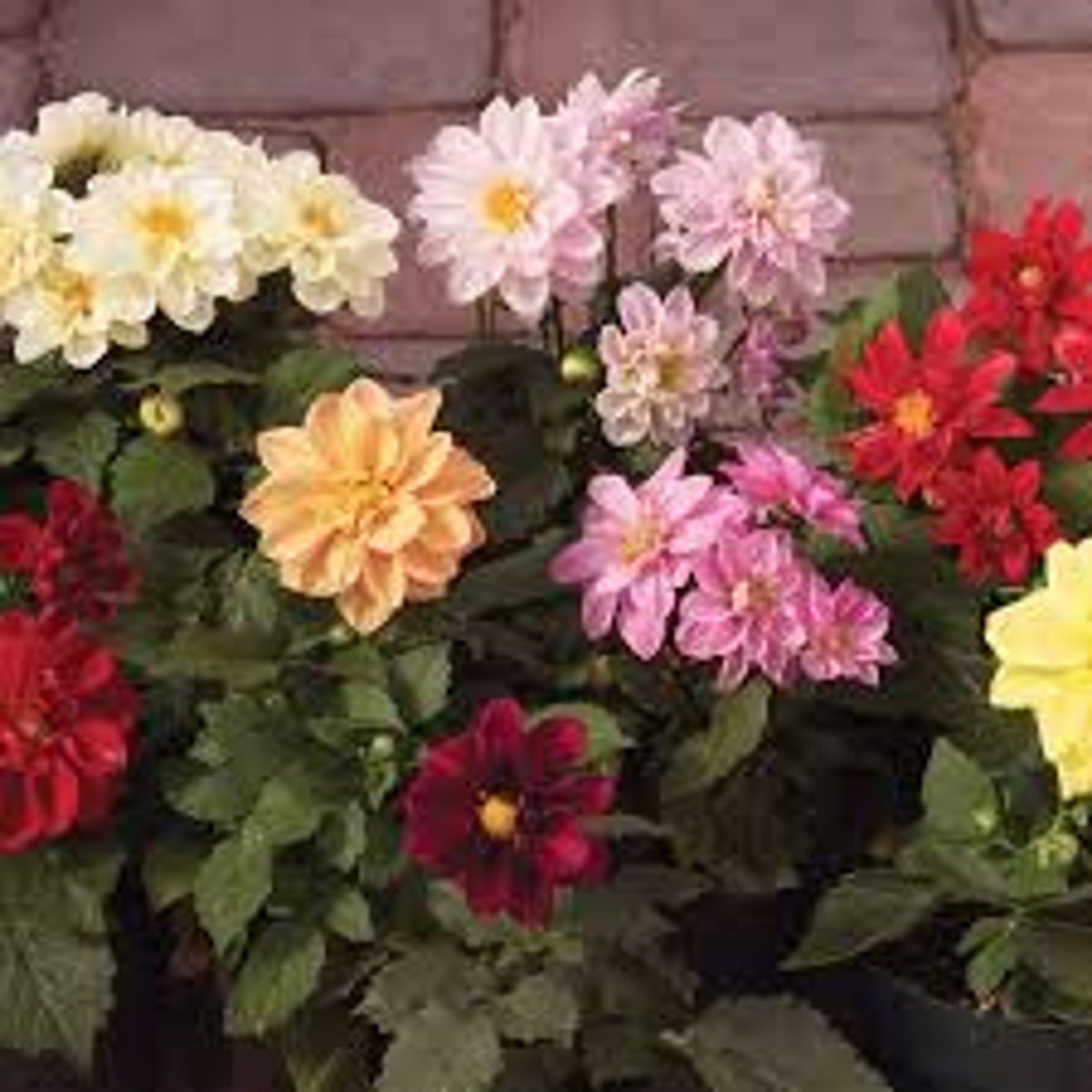 <p>Grows 1-6' Tall</p><p>Bushy habit</p><p>In Asteraceae family (with daisies, sunflowers, chrysanthemums and zinnas)</p><p>Tuberous perennial</p><p>Leafy stems with one flower head per stem</p><p>Multi-layered flowers are unscented, bright and widely varied in color</p><p>Popular garden plant and cut flower</p>