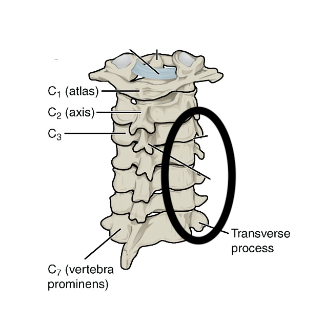 <p>Transverse processes of C1-4 vertebrae</p>