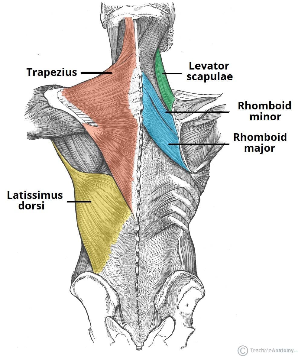 <p>O: C7-T1 spinous processes,</p><p> I: medial border of scapula, superior to spine</p><p>A: retract, elevate, inferiorly rotate scapula</p><p>(deep to trapezius)</p>