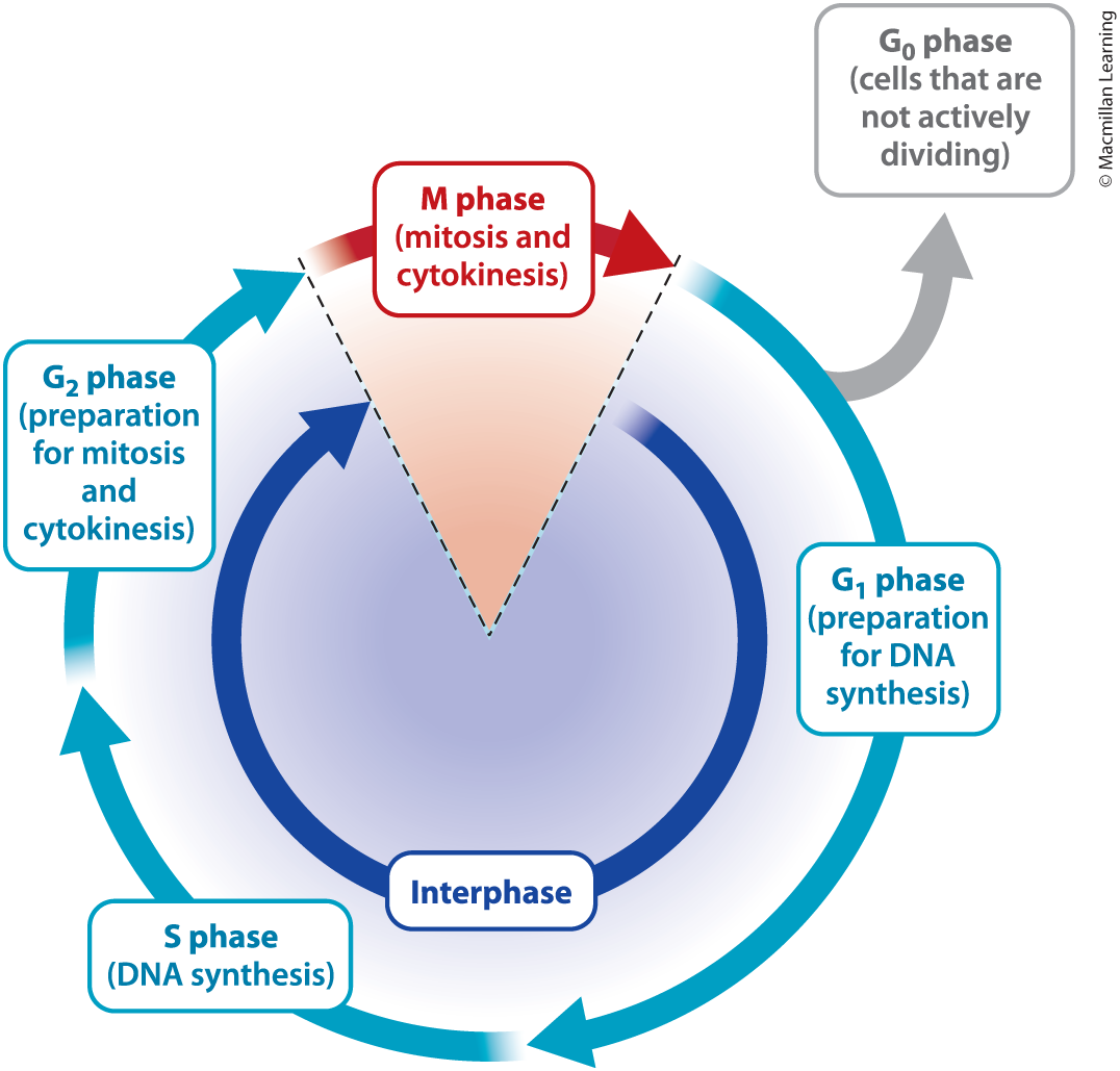 <p>M phase:</p><p>When the parent cell divides into two daughter cells.</p><p>Interphase, the cell prepares to divide:</p><p>G1 phase: cell growth and expression of regulatory proteins.</p><p>S phase: DNA synthesis.</p><p>G2 phase: preparation for mitosis.</p><p>G0 phase: occurs in a cell that is not actively dividing, so no preparation for cell division occurs.</p>