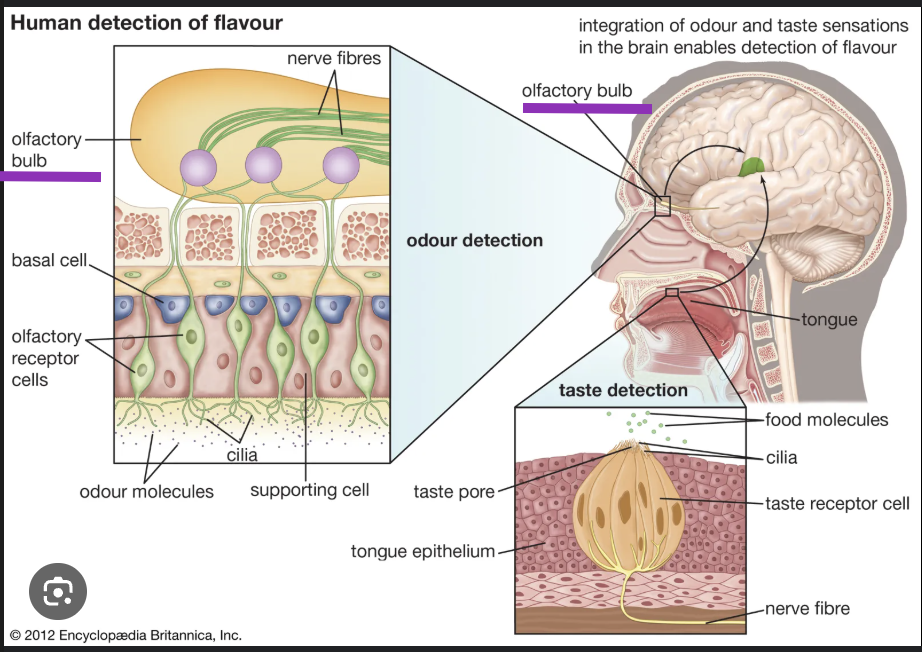 <p>Name the components of the olfactory receptors, and discuss their mode of action.</p>