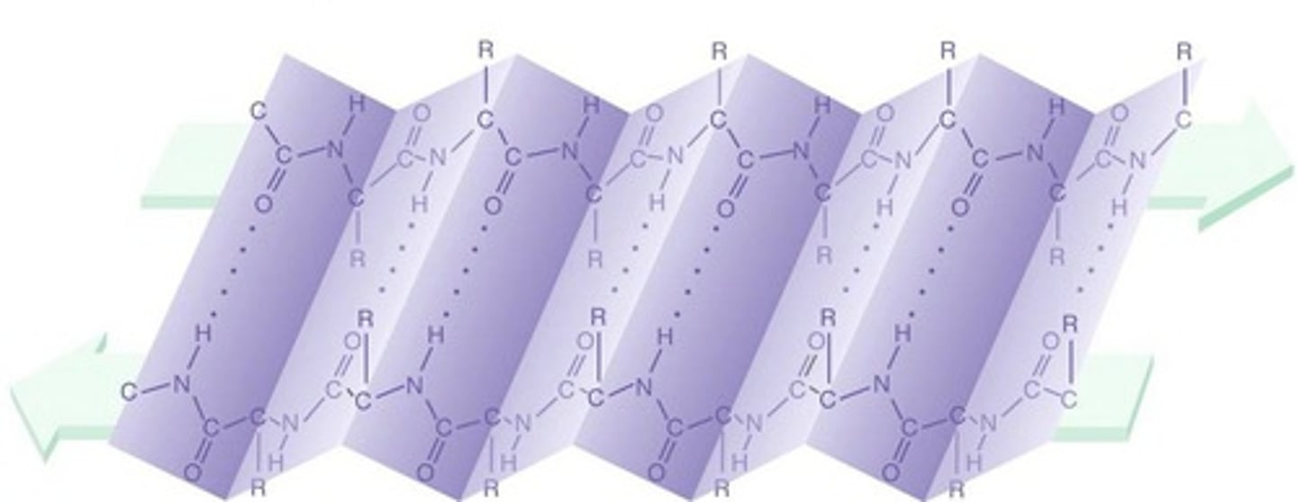 <p>One form of the secondary structure of proteins in which the polypeptide chain folds back and forth, or where two regions of the chain lie parallel to each other and are held together by hydrogen bonds.</p>