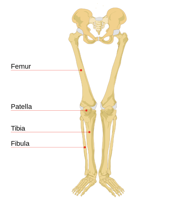 <p>Using anatomical terminology and the diagram, what is the position of the patella relative to the fibula?</p><p></p><p></p><p>a. the patella is inferior to the fibula</p><p>b. the patella is deep to the fibula</p><p>c. the patella is lateral to the fibula</p><p>d. the patella is medial to the fibula</p>