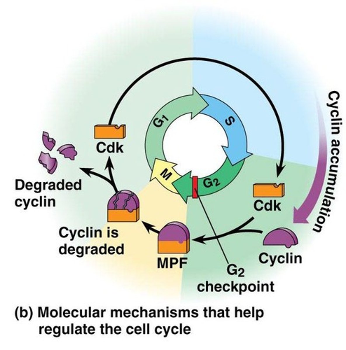 <p>Maturation (M-phase) Promoting Factor; an ACTIVE type of Cdk; created from cyclins binding to Cdks; triggers mitosis; turned off during anaphase (after degradation of cyclin)</p>
