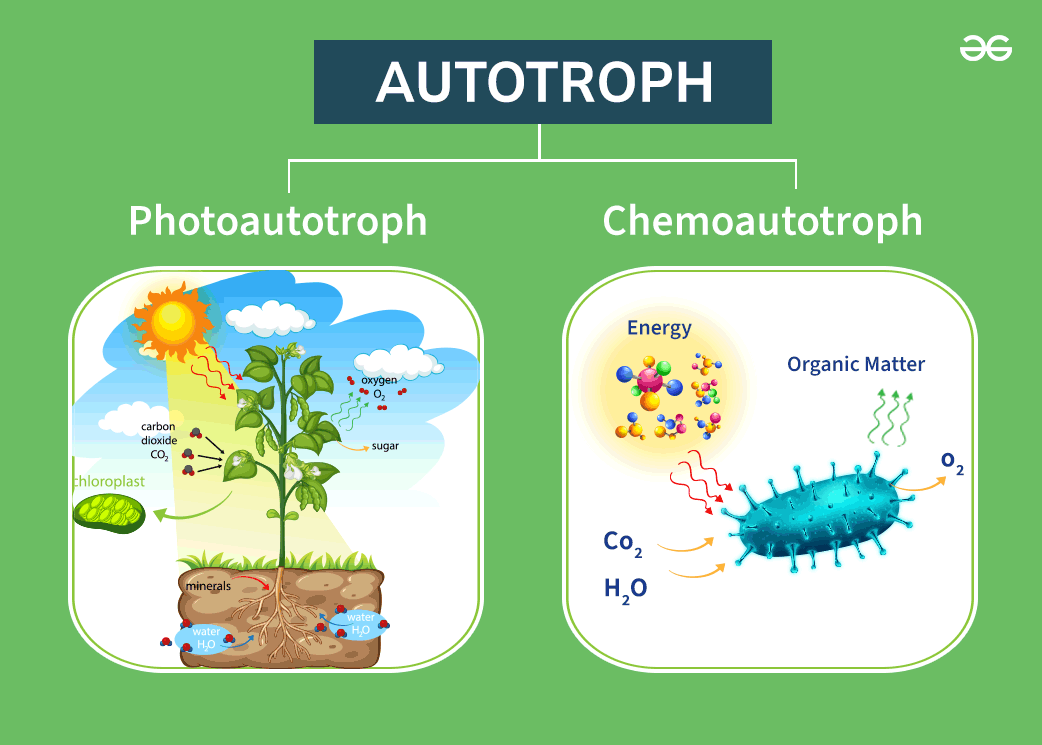 <p><strong>Photoautotrophs</strong> take energy and carbon by using light energy to produce ATP (but NOT photosynthesis). </p><p><strong>Chemoautotrophs</strong> get their energy by oxidizing hydrogen sulfide, methane, or ammonium to convert carbon dioxide into organic biomass (chemosynthesis). </p><p><strong>Heterotrophs</strong> gain their energy and carbon from eating other organisms. </p>