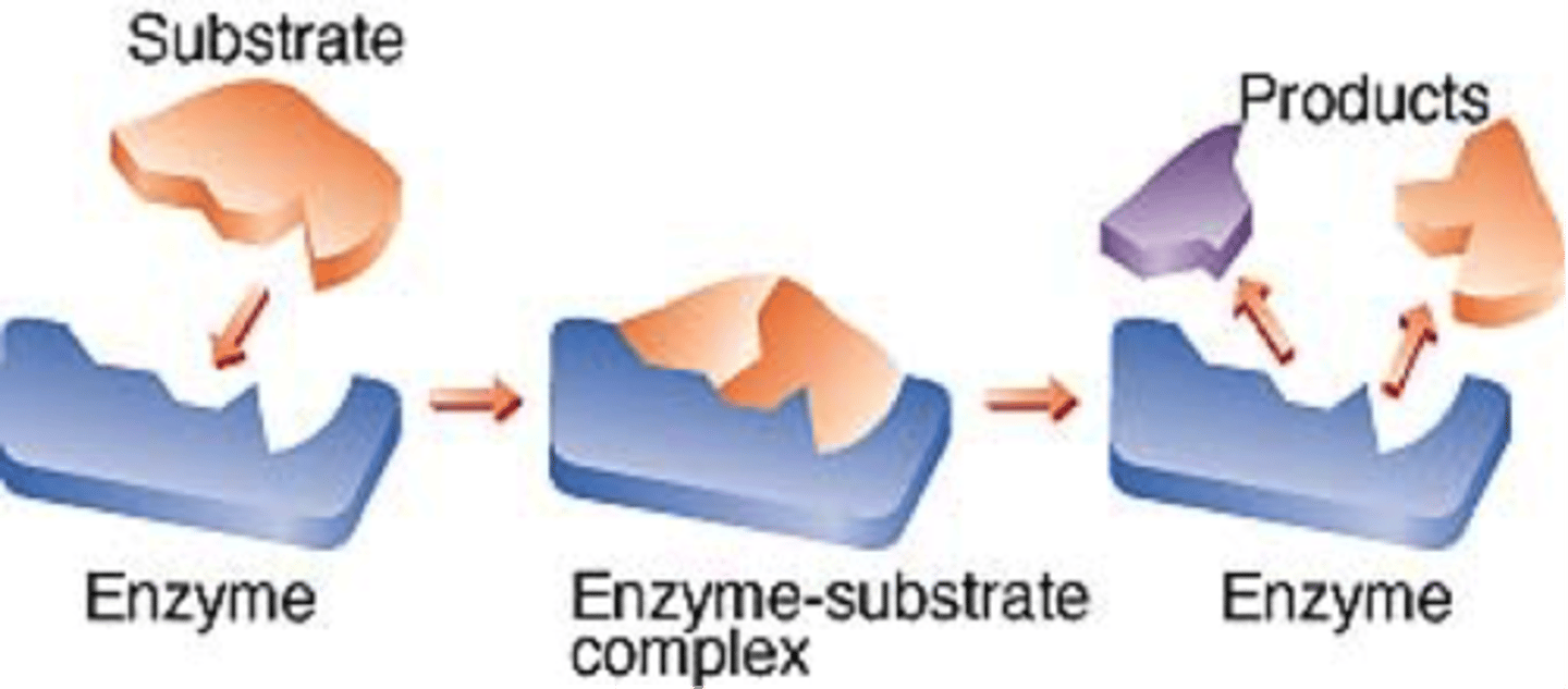 <p>A substance produced in a chemical reaction</p>