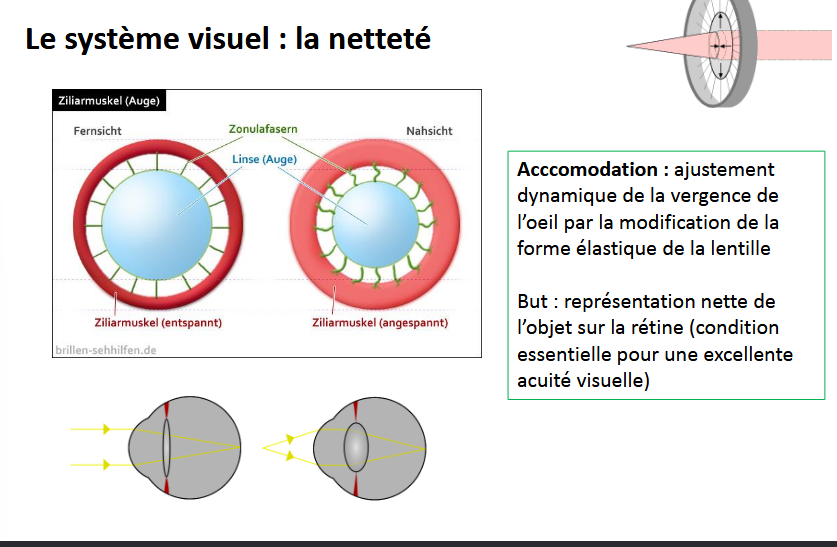 <p>ajustement dynamique de la vergence de l’oeil par modification de la form élastique de la lentille</p><p>but: représentation nette de l’objet sur la rétine</p>