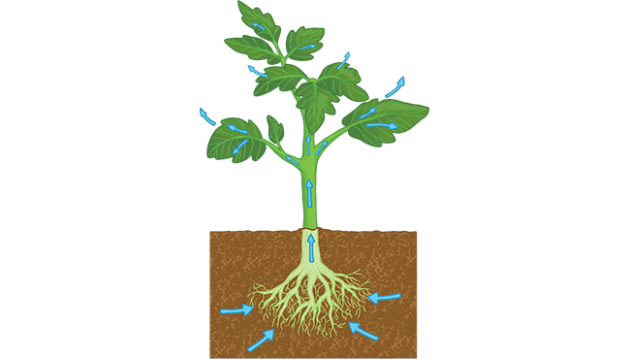 <p>Transpiration</p>