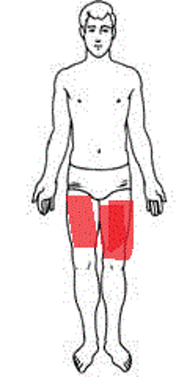 <p>thigh</p>