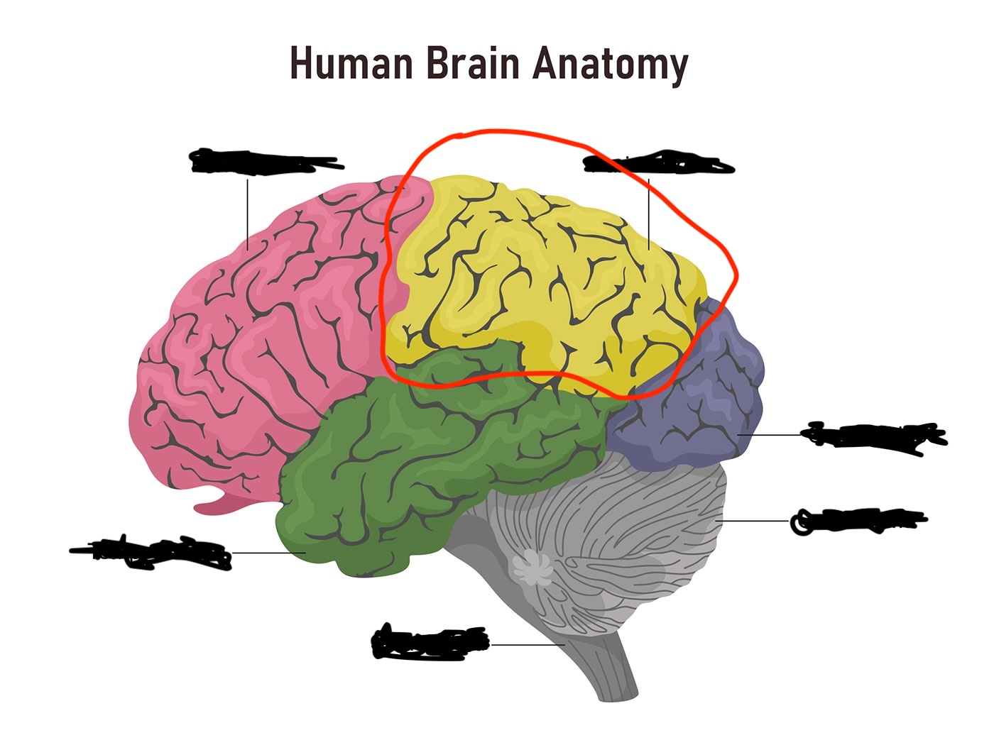 term image