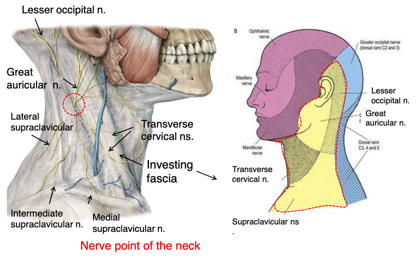 <p>transverse cervical n.</p>