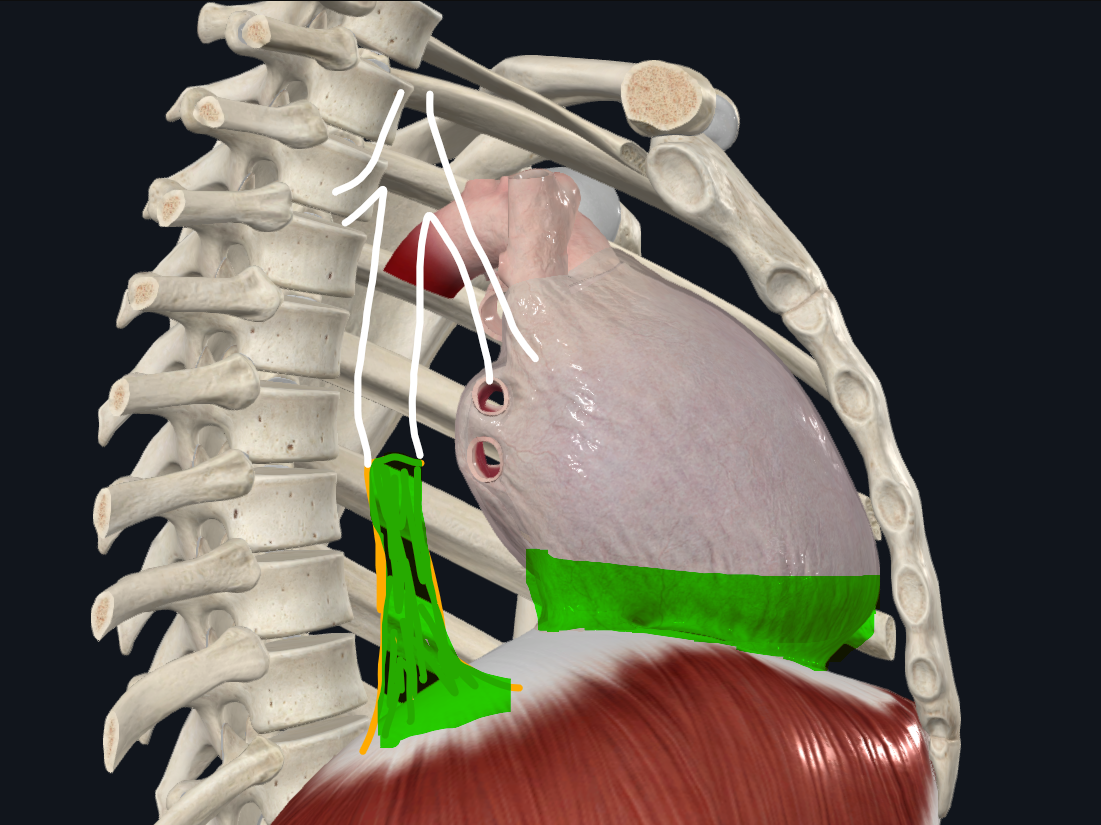 <p>Ligamento que conecta el pericardio con el diafragma</p><ul><li><p>Anterior</p></li><li><p>Derecho e izquierdo (atrás)</p></li></ul><p></p>