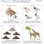 <p>Natural selection is where the organisms that have evolved and/or adapted to their environment are more likely to survive,  and in turn, more of their offspring survive until the unevolvedunadapted organisms either die or evolve also.</p>