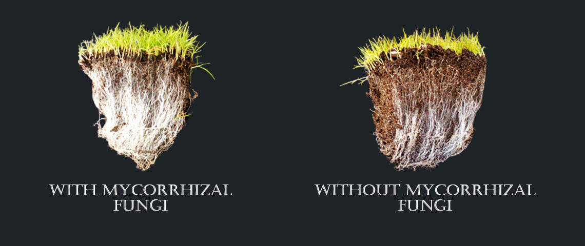 <p>They form mutualistic relationships with plants through mycorrhizae. (ectomycorrhizal)</p>