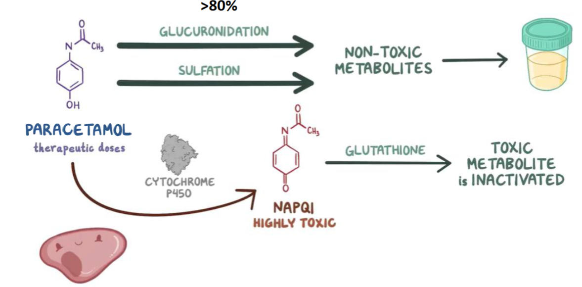 <ul><li><p>Hepatic metabolism</p></li><li><p>N-acetyl-P-benzoquinoneimine (NAPQI)</p></li><li><p>In overdose, more paracetamol is metabolised by&nbsp; CP450</p></li><li><p>NAPQI causes cell death &amp; necrosis</p></li><li><p>Potential for live rfailure if untreated</p></li></ul><p></p>