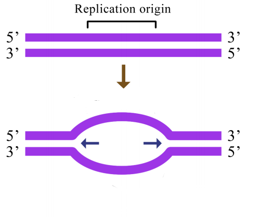 <p>Identify the replication bubble and forks in this replication origin.</p>