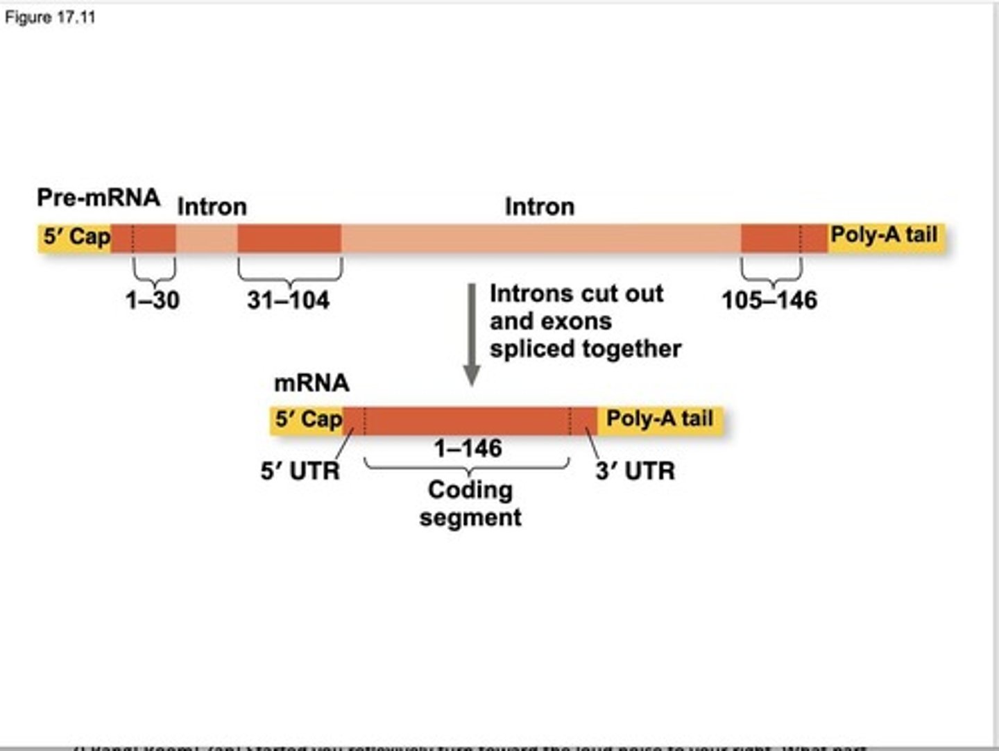 <p>RNA splicing removes introns and joins exons to create mRNA with a continuous coding sequence.</p>