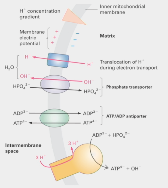 <ul><li><p><span>integral membrane protein that uses </span><strong><span>secondary</span></strong><span> active transport</span></p><ul><li><p><span>uses energetically </span><strong><span>favorable</span></strong><span> movement of one molecule down its electrochemical gradient</span></p></li></ul></li><li><p>how ATP escapes mitochondrial matrix</p><ul><li><p>lets ATP out while letting ADP in</p></li></ul></li></ul><p></p>