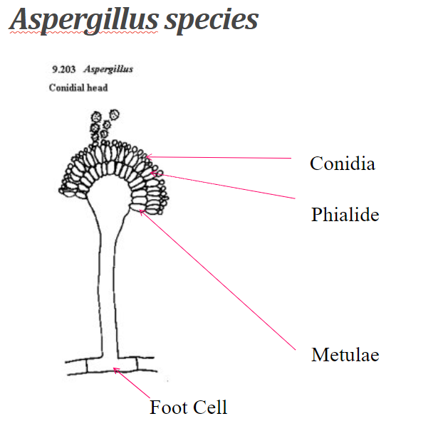 <p>A. fumigatus (m/c) </p><p>A. flavus</p><p>A. niger</p><p>A. terreus</p><p></p><p>rapid growing hyaline mold, septate hyphae, foot cell, swollen vesicle, dichotomous branching at 45 degrees (similar in Fusarium sp.)</p>