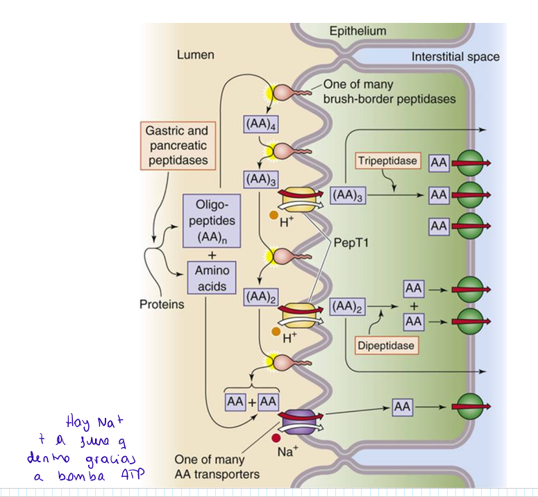<p>Se rompen mediante peptidasas para obtener aa libres</p>