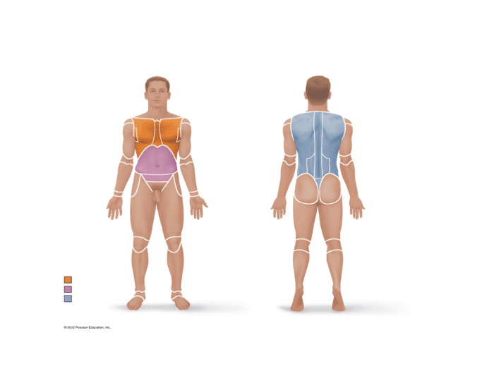 <p>cephalic, cervical, trunk (thorax and abdominopelvic), and back (cervical, thoracic, lumbar, and sacral)</p>