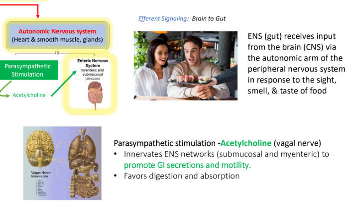 <ol><li><p>Digestion </p></li><li><p>Absorption </p></li></ol><p></p>