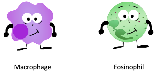 <ul><li><p>Individual unit of an organism</p></li><li><p><strong>All cells (except RBCs)</strong> have a nucleus with DNA</p></li></ul><p></p>