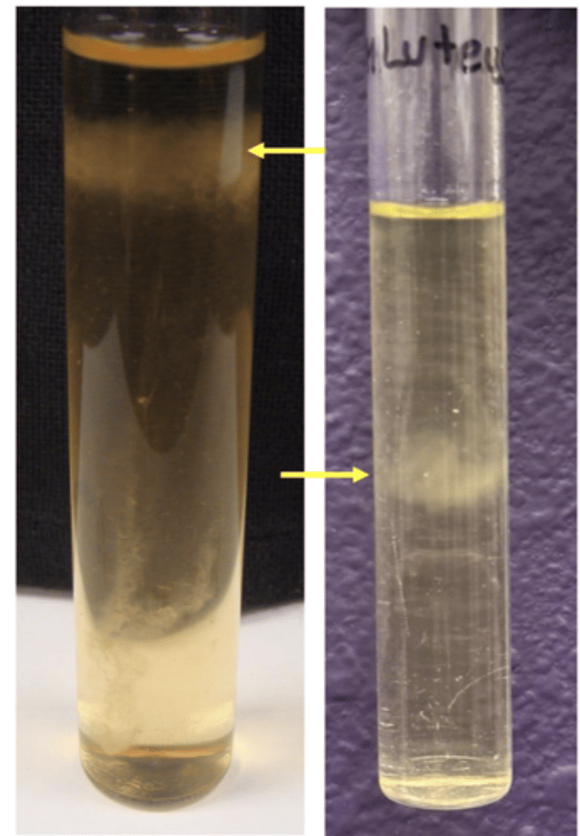 <p>- below green brand</p><p>- requires less than atmospheric oxygen</p><p>EX: micrococcus</p>