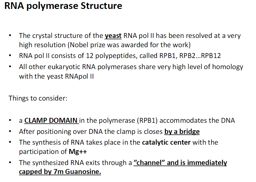 <p><strong>Crystal Structure</strong><br> The crystal structure of yeast RNA Polymerase II has been resolved at very high resolution<br> This work was awarded a Nobel prize</p><p><strong>Composition</strong><br> RNA Polymerase II consists of 12 polypeptides named RPB1, RPB2 … RPB12 (RP = RNA polymerase, B = 2)<br> All other eukaryotic RNA polymerases share a very high level of similarity with yeast RNA Pol II</p><p><strong>Key Features</strong></p><p><strong>Clamp Domain</strong><br> Located in RPB1<br> Accommodates DNA during transcription<br> After DNA is positioned the clamp closes via a bridge</p><p><strong>Catalytic Center</strong><br> RNA synthesis occurs here<br> Mg++ ions participate in the reaction</p><p><strong>RNA Exit and Capping</strong><br> Newly synthesized RNA exits through a channel<br> RNA is immediately capped with 7m Guanosine to protect it and prepare it for processing</p>