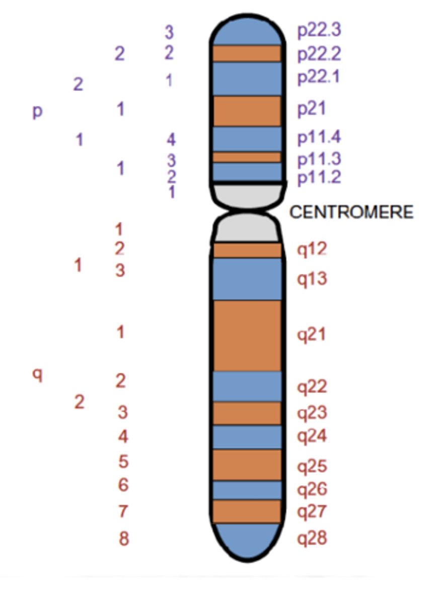 <p>As per ISCN, Each area of chromosome given the lowest number</p><p>____________ of closest (proximal) to centromere</p>