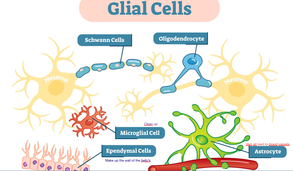 <ol><li><p>Schwann cell</p></li><li><p>Oligodendrocyte</p></li><li><p>Microglial cell</p></li><li><p>Ependymal cells</p></li><li><p>Astrocyte</p></li></ol>