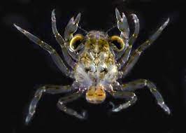 <p>Which Poda larvae is it?</p>