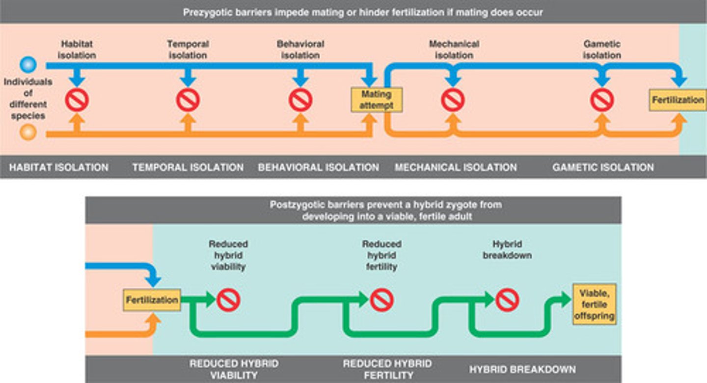 <p>2 Categories of barriers:</p><p>-Prezygotic</p><p>-Postzygotic</p>