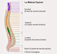 <ul><li><p>En columna vertebral con nervios espinales, continuación del bulbo raquídeo</p></li><li><p>Sustancia gris por dentro y blanca por fuera</p></li><li><p>Se divide en cinco segmentos: : cervical, dorsal, lumbar, sacro y coccige</p></li></ul>