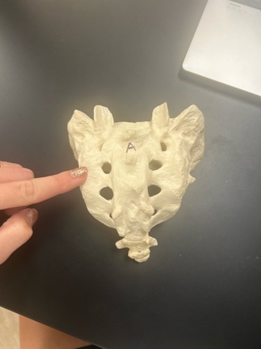 <p>name the bone</p>