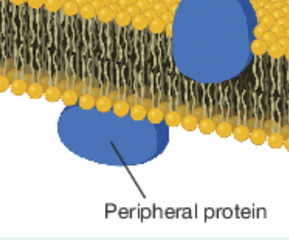 <p>peripheral protein</p>