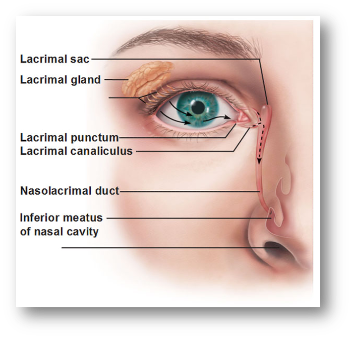 <p>lacrimal gland</p><p>lacrimal canaliculi</p><p>lacrimal sac</p><p>nasolacrimal duct </p>