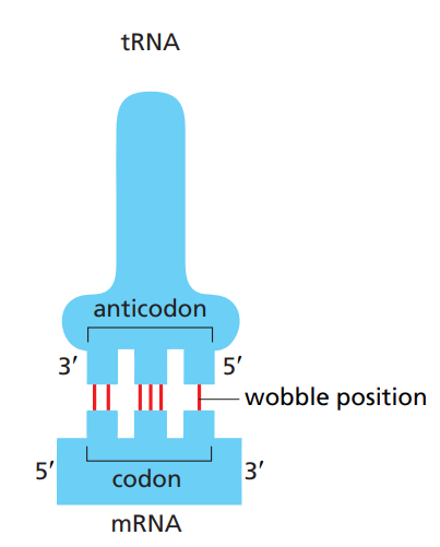 <p>Some amino-acids have more than one corresponding tRNA. This is because some tRNAs allow for a mismatch at the 3’ end of a codon and the 5’ of the anticodon. In this position, base-pairing is less strict which allows the tRNA to recognize more than one codon.</p><p>This allows all codons (61 combinations) to be recognized with fewer tRNAs.</p>