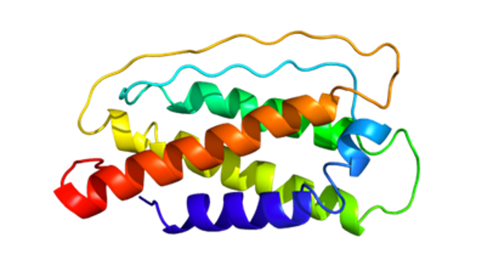 <p>Glycoproteins that stimulate the proliferation and differentiation of leukocytes, playing a crucial role in the immune response.</p>