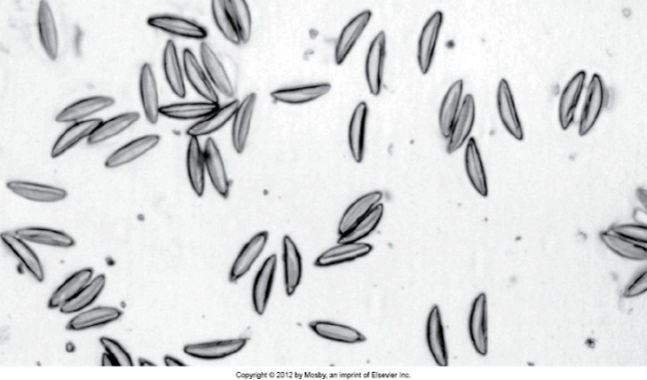 <p>mice, rats, hamsters, and gerbils cecum and rectum pinworms can be detected with cellophane tape test</p>