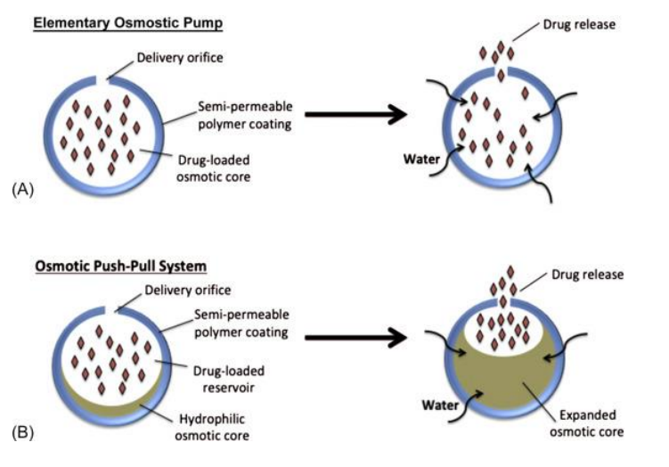 <p><strong>Osmosis-controlled release</strong>: The drug is released by water entering the dosage form, creating pressure that pushes the drug out through a <strong>semi-permeable</strong> membrane.</p>