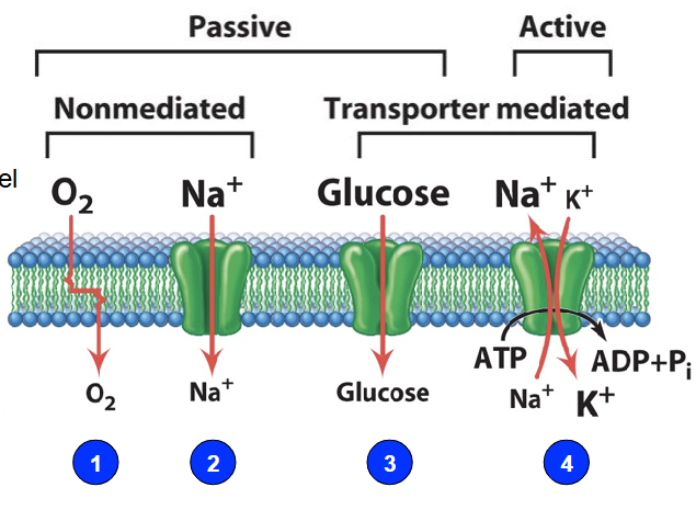 <ol><li><p class="">Simple diffusion - Passive, nonmediated</p><ul><li><p class="">High to low gradient</p></li><li><p class="">Small, uncharged molecules</p></li></ul></li><li><p class="">Diffusion through a channel - Passive, nonmediated</p><ul><li><p class="">Channel opens and closes</p></li><li><p class="">Small ions</p></li></ul></li><li><p class="">Facilitated diffusion - Passive, transporter mediated</p><ul><li><p class="">Transporter takes molecule, attaches something or causes conformational change, and transporter opens towards inside of cell to let new molecule through</p></li><li><p class="">Large molecules (e.g. glucose)</p></li></ul></li><li><p class="">Active transport - Active, transporter mediated</p><ul><li><p class="">Primary: Requires ATP to transport against gradient</p></li><li><p class="">Secondary: Uses an electrochemical gradient</p></li></ul></li></ol><p class=""></p><ul><li><p class="">Some mechanisms <strong>require energy</strong></p></li><li><p class=""><strong>Active transport</strong> requires <strong>energy input</strong></p></li><li><p class=""><strong>Diffusion-based processes</strong> do <strong>not</strong> require energy</p></li></ul><p></p>