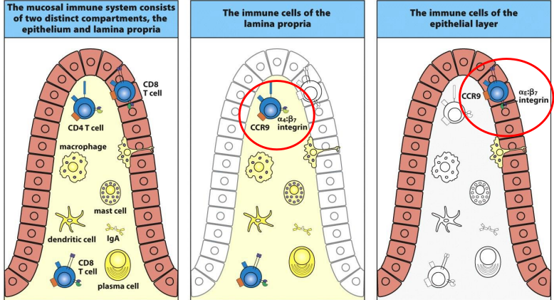 <p>express the integrin α4:β7 and the chemokine receptor CCR9, which attracts them into the tissue from the bloodstream.</p><p></p>