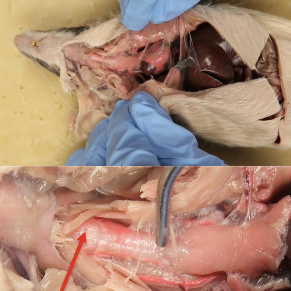 <p>What is this?</p>