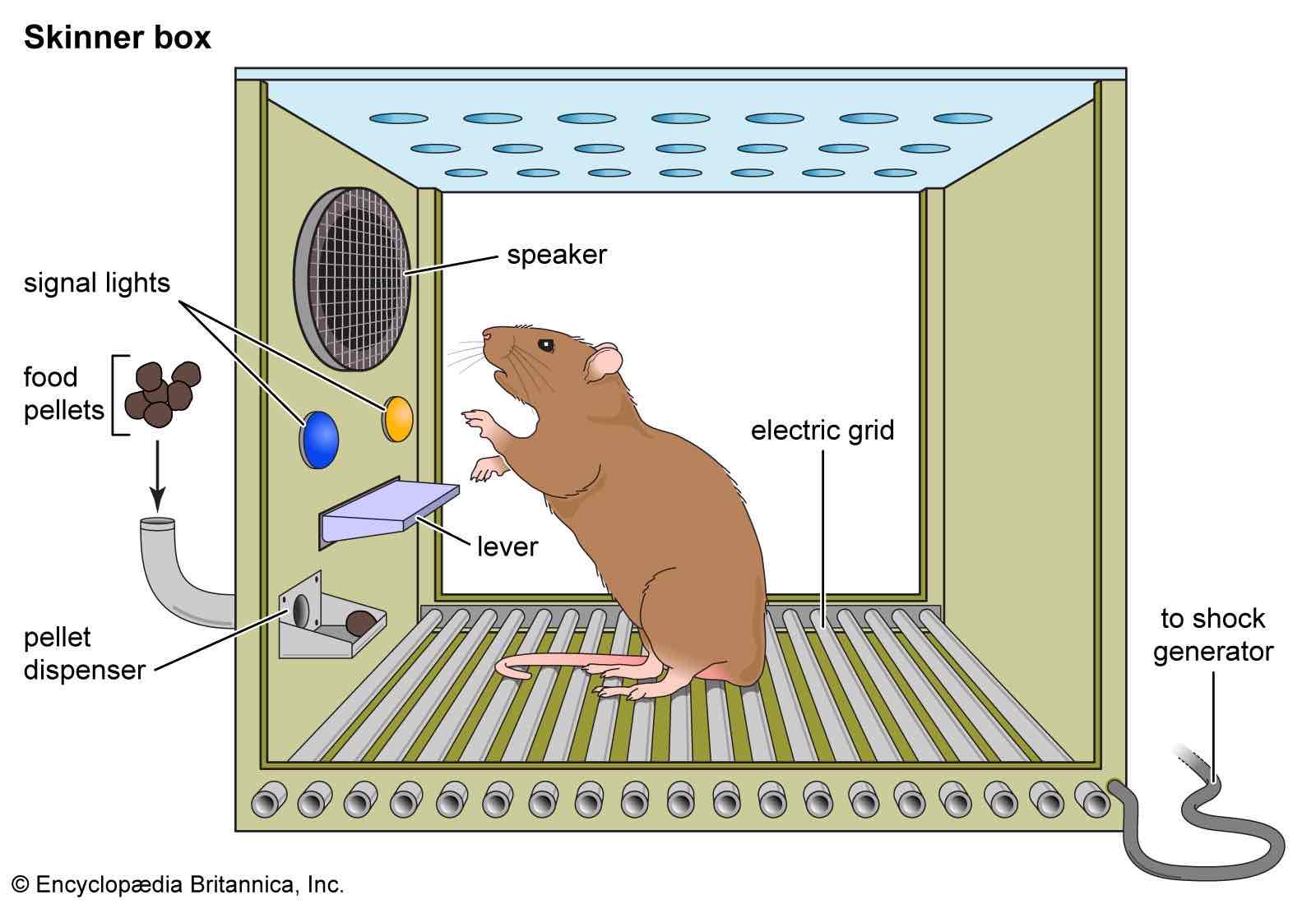 <p>A skinner box was developed to test the effects of<strong> rewards </strong>on <strong>behaviour </strong></p><p>A <strong>hungry rat </strong>was placed in the box which contained a <strong>lever - </strong>as the rat moved about, it would accidentally knock the lever</p><p>Immediately, a <strong>food pellet </strong>would drop into a container next to the lever </p><p>A few trials - the rats quickly learned to <strong>press the lever </strong>to gain the food reward </p><p>The <strong>consequence </strong>of receiving food ensure that the rat would repeat the action again and again </p><p></p>